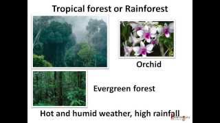 Science  What are different forest habitats and how animals adapt to them English [upl. by Steffane]