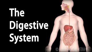 Physiology Basics the Digestive System Animation [upl. by Elades169]