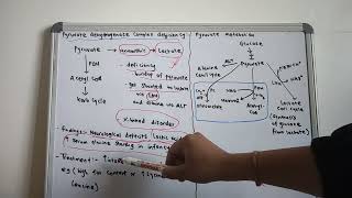 Pyruvate dehydrogenase complex deficiency and Pyruvate metabolism91 [upl. by Neved103]