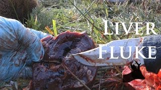 Roestalker Carcass inspection  Liver fluke in roe deer [upl. by Jacquelyn928]