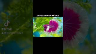 22 Betta Fish Tank Mates [upl. by Celestyn]