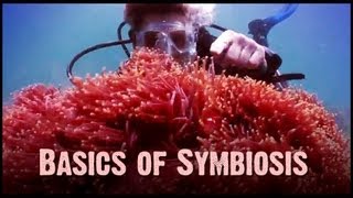 Symbiosis Mutualism Commensalism and Parasitism [upl. by Ialocin]