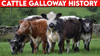 ⭕ Cattle Breeds Galloway History ✅ Cattle Galloway  Bulls [upl. by Narret]