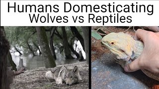 Humans Domesticating Wolves vs Reptiles [upl. by Louie471]