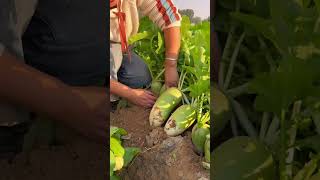 Green radish harvesting shorts farming [upl. by Clementas]