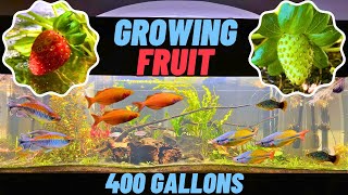 My Community Aquarium is Growing Strawberries  400 GALLONS [upl. by Lilybelle905]