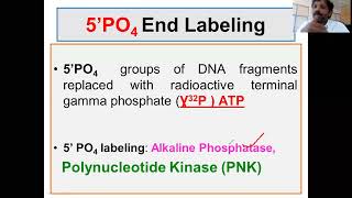 5 phosphate DNA labeling Probe preparation and end labeling [upl. by Eceeryt728]