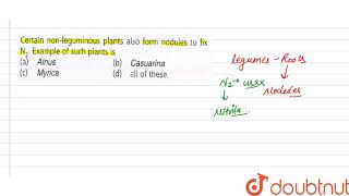 Certain nonleguminous plants also form nodules to fix N2 Example of such plants is [upl. by Shipley]