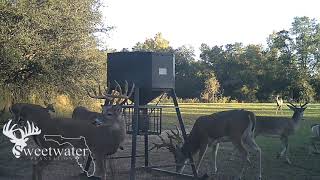 Lots of BIG BUCKS at Sweetwater Plantation 10202024 [upl. by Anida466]