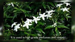 Jasmine Grandiflorum The King of Flowers [upl. by Vadim443]