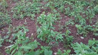 Sunn Hemp for food plots and Soil improvements [upl. by Three211]