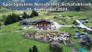 Sportgastein Nassfelder Schafabtrieb 11092024 [upl. by Arok]