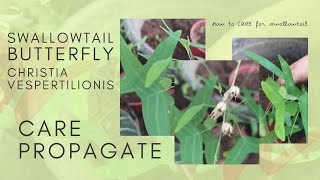 Butterfly Plant Care How To Care For Swallowtail Plant  How To Propagate Butterfly Plant [upl. by Horn]