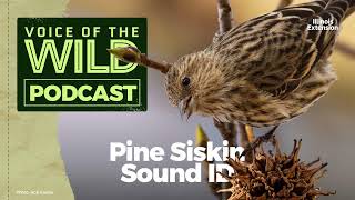 Episode 31 Pine Siskin – Voice of the Wild [upl. by Ku]