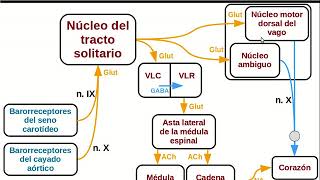 El reflejo barorreceptor y la hipotensión ortostática Regulación de la presión arterial [upl. by Aisena]