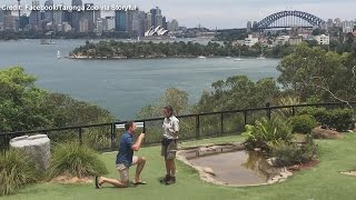 Cockatoo helps zookeepers boyfriend with marriage proposal [upl. by Garrott]