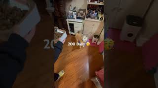 I turned in to 200 days 🥳🥳🎂ahri puppy pomsky birthday [upl. by Grizelda372]