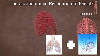 Anatomy behind thoracoabdominal female amp abdominothoracic respiration male [upl. by Montana]