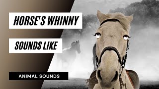 Horses Whinny Sounds Like  horse whinny sound effects all sounds [upl. by Acinnad]