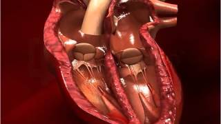 Structure of Human Heart  Class 10 [upl. by Cynthie]