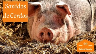 🐷SONIDOS DE CERDOS “Oink Oink” Chillidos Gruñidos Guarridos – Sonido de Cerdos Para Niños [upl. by Chamberlin]