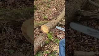 Milwaukee Dual Battery Chainsaw vs 12quot Oak [upl. by Aissenav]