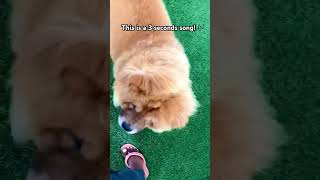 Sun fun day 🌞 chowchow chowchowlovers puppy fyp dog doglover youtubeshorts viral dogshorts [upl. by Jutta]