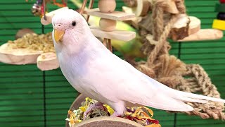 7 hours of budgie singing and calling sounds [upl. by Mcquillin800]