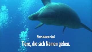 Wunder der Meere – Delfin [upl. by Lyon]