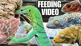 FEEDING MY PET REPTILES 50 SILKWORMS SKINKS GECKOS TURTLES AND MORE SILKWORM FEEDING VIDEO [upl. by Rockwood]