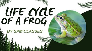 Life Cycle Of A Frog  By SPM Classes  Best Learning Videos For Kids  Education For Kids [upl. by Rosenberg421]