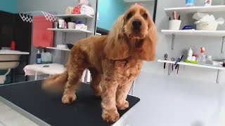 Lovely ❤ COCKER SPANIEL at Grooming Salon with butterfly on the head [upl. by Sitoel]