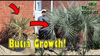 Jelly Palm Growth Video [upl. by Dahlia]