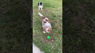 Gizmos got skills haha cavalierlife cavalier dogshorts cutedog cavalierfamily cute [upl. by Aicekan168]