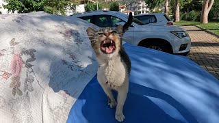 Cute cat on the car insistently wants to tell me something [upl. by Hamilton714]