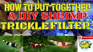 HOW TO SETUP A SHRIMP TANK PART 1 [upl. by Wordoow]