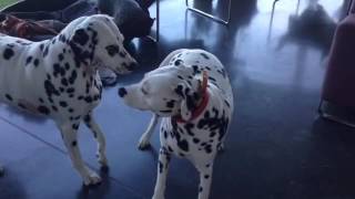 Les chaleurs chez notre dalmatienne quotGracequot [upl. by Xirdnek]