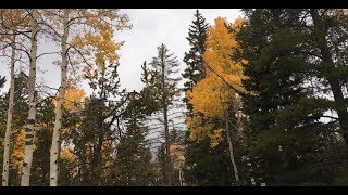 Felling a big 220 foot tall Fir tree for firewood [upl. by Mellisent27]