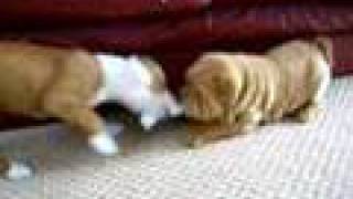 9 week old Staffordshire Bull Terrier vs sharpei Tug of War [upl. by Glynis]