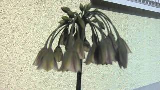 Allium Nectaroscordum Siculum [upl. by Terle]