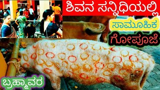 ಬ್ರಹ್ಮಾವರ ಶಿವನ ಸನ್ನಿಧಿಯಲ್ಲಿ ಸಾಮೂಹಿಕ ಗೋಪೂಜೆ youtube hindufestival travel gopuja love [upl. by Anaujit]