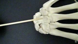 Carpal Bones of the Right Hand  Posterior View [upl. by Jordanson736]