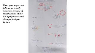 lecture 2 T4 bacteriophage [upl. by Zimmer]