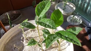 Growing Loquat Trees from Seeds Days 5869 [upl. by Aleac224]