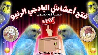 فتح أعشاش البادجي الرنبو ouverture des nids de badji rainbow [upl. by Boj]