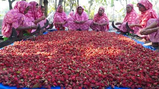 Mouth Watering Chukai Chutney  Roselle Flowers Recipe  Ambali Pickle  Delicious Village Food [upl. by Suoivart]