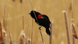 Birdwatching A Singing Redwinged blackbird [upl. by Gildas91]