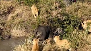 Buffalo escapes to the water as a lion pride surround it [upl. by Subocaj]