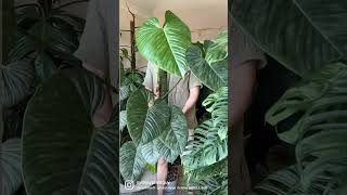 Philodendron sodiroi  check out my full Plant Spotlight to learn more about this plant [upl. by Manchester]