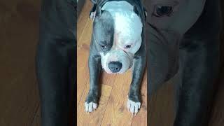 Dog Loves BLUEBERRIES but waits for the command to eat them❤️🐕‍🦺❤️ dog dogtrainerslife doglover [upl. by Schaab]